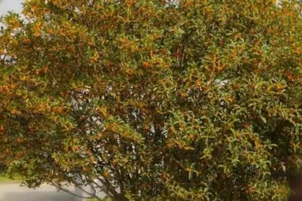 桂花树的特点，是常绿乔木且花朵有淡淡的香味