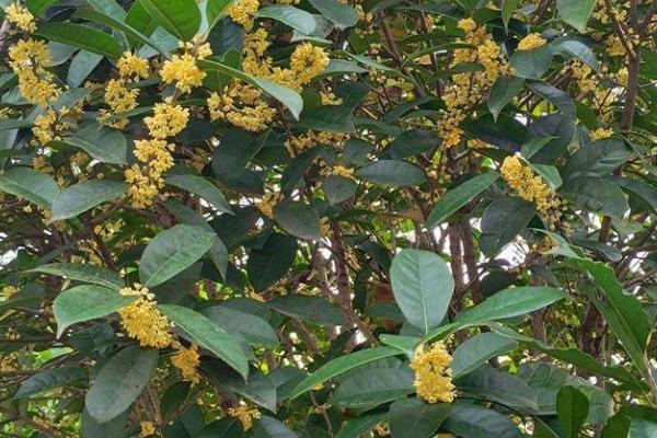 桂花树的特点，是常绿乔木且花朵有淡淡的香味
