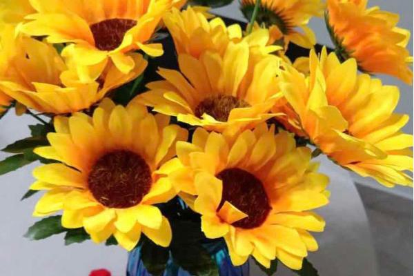 六朵向日葵的花语，寓意幸福、阳光
