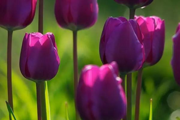 紫色郁金香的花语，寓意高贵的爱、浓烈的爱等