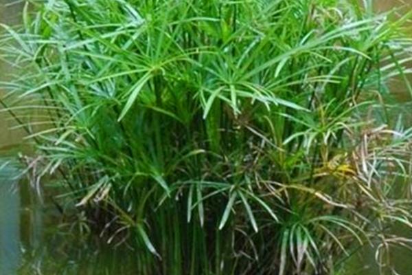 水竹的养殖方法，不可盲目的进行浇水