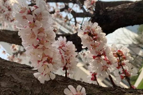 杏树的开花时间，一般为3-4月份