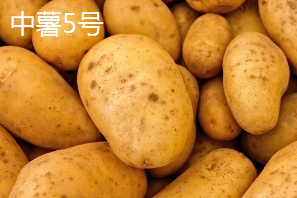 土豆品种介绍，不同品种的生育期不同