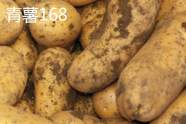 土豆品种介绍，不同品种的生育期不同