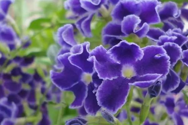 紫罗兰的养殖方法，适合在半阴的环境中生长