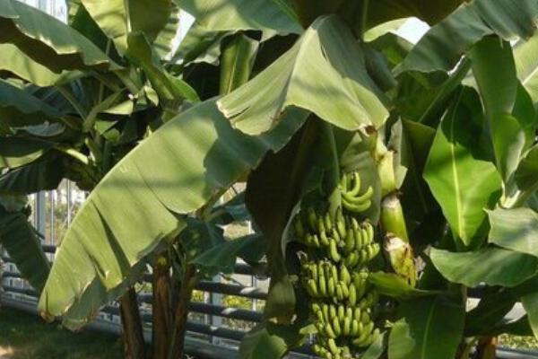 北方香蕉树如何过冬，冬季之前要做好防风保暖措施