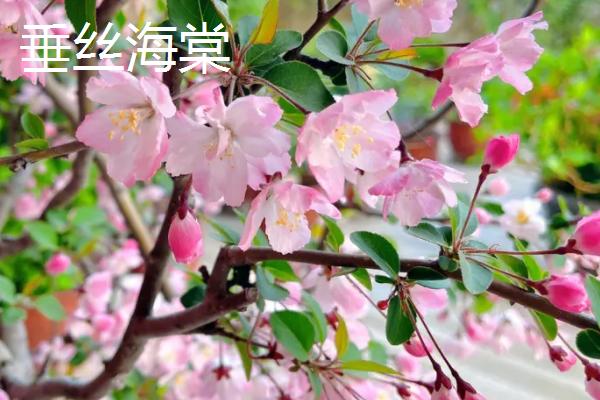 海棠树可以扦插繁殖吗，通常在春季4-5月份进行扦插