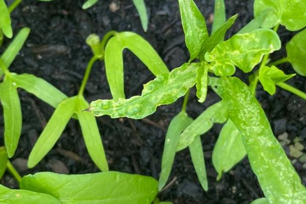 空心菜叶子发黄的原因，可能是根部缺水或浇水过多等