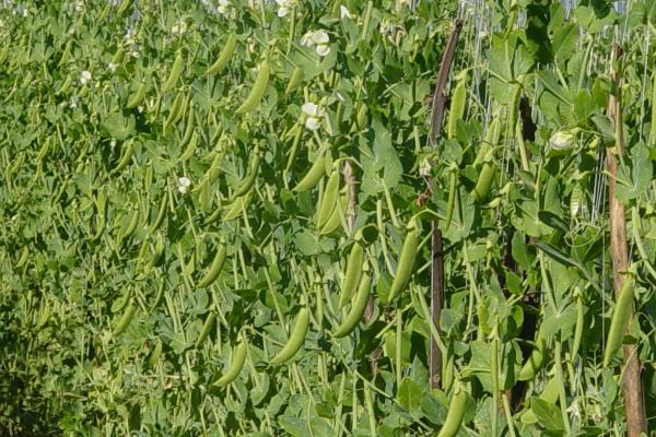 豌豆12月份还可以播种吗，可以但要注意控制好温度