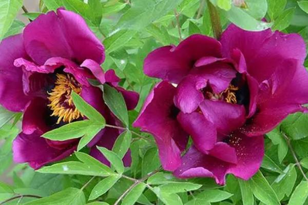紫牡丹的养殖方法，生长过程中需要大量的养分
