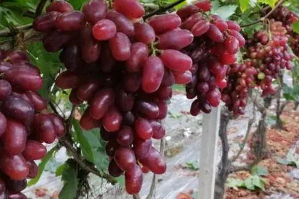 怎样种植葡萄，选用疏松肥沃的富含有机质的土壤为佳