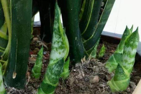 虎皮兰种子需要浸泡吗，浸种后可提高发芽率
