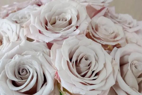 白玫瑰的花语，纯洁的爱情、天真无邪、敬重皆是它的花语