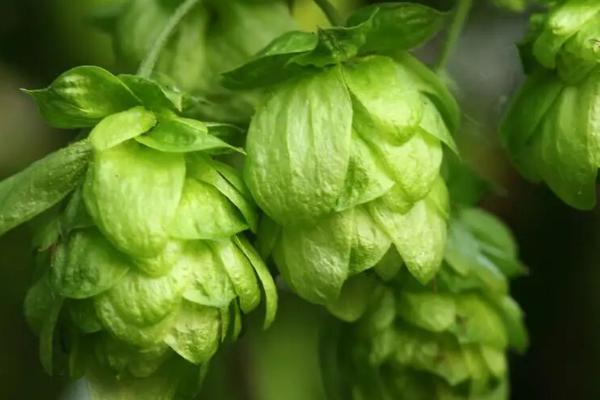 啤酒花是什么，是多年生的藤本植物