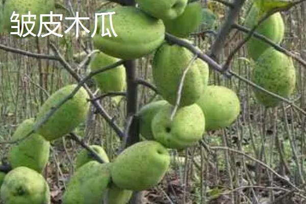 木瓜的品种介绍，品种较多各有特点