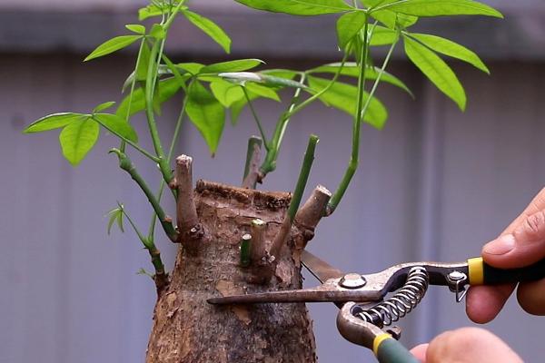发财树的正确修剪方法，修剪时需要将树干上生长出的枝芽抹掉