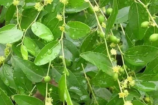 枣树花期能打农药吗，可以喷洒波美度石硫合剂来预防病虫害