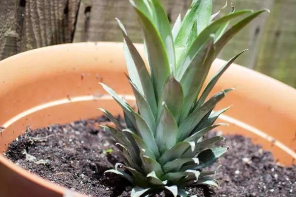 盆栽菠萝怎么浇水施肥，浇水需要根据土壤的干湿度进行