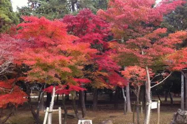 日本红枫耐寒多少度，只能忍受0℃的低温