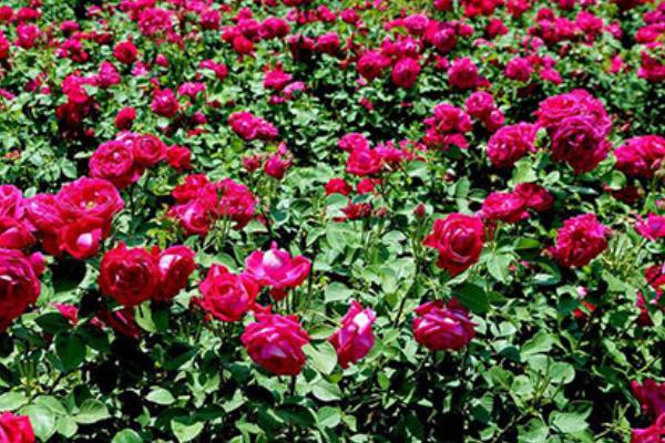 玫瑰花几月份种植好，春季3-4月份种植好