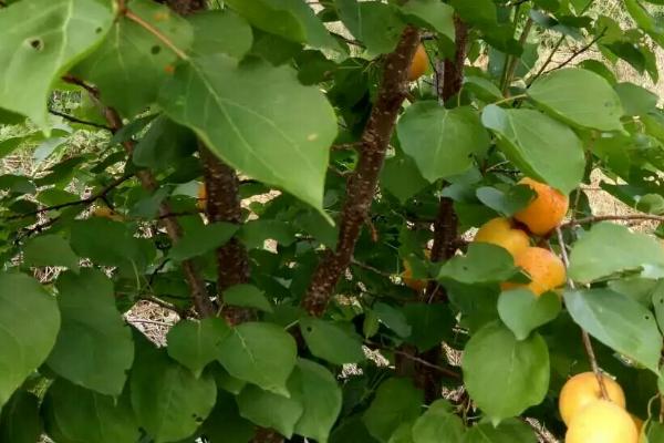 杏树的发芽时间，通常在每年春天
