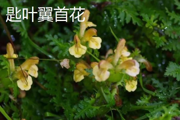 匙形叶子的植物，可能是匙叶黄杨、匙叶猪笼草或匙叶鼠麹草