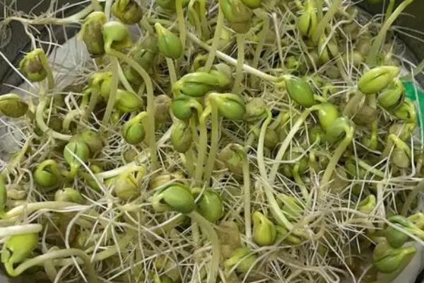 绿豆芽怎么发，首先要选择饱满且无虫蛀的绿豆