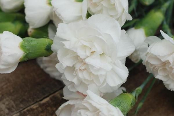 白色康乃馨的花语，寓意无私母爱、优雅、纯真无暇等