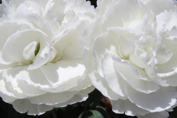 白色康乃馨的花语，寓意无私母爱、优雅、纯真无暇等