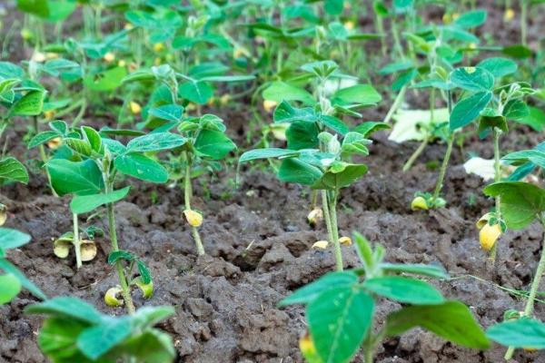黄豆怎么种植，适合在8月10日前后播种
