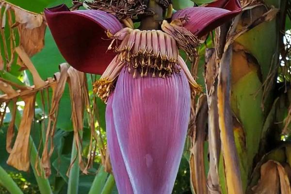 香蕉树的花是什么颜色的，花朵为乳白色或略带浅紫色