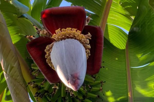 香蕉树的花是什么颜色的，花朵为乳白色或略带浅紫色