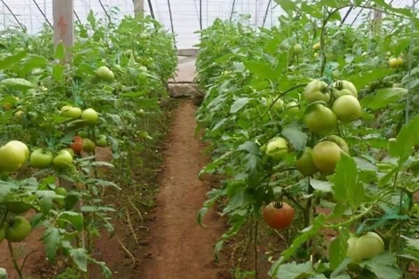 10月份可以种西红柿吗，需要在温室大棚中进行栽培