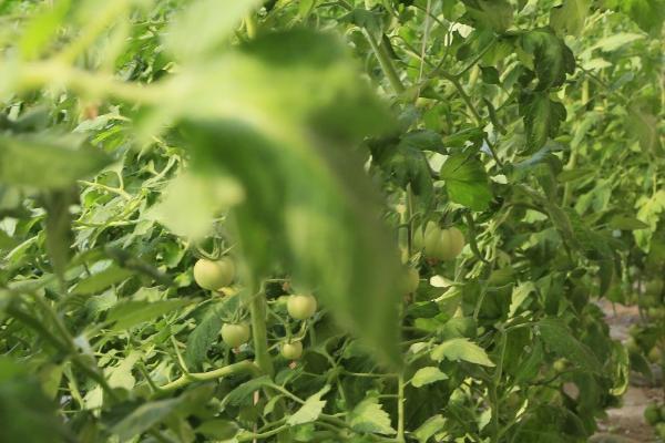 10月份可以种西红柿吗，需要在温室大棚中进行栽培