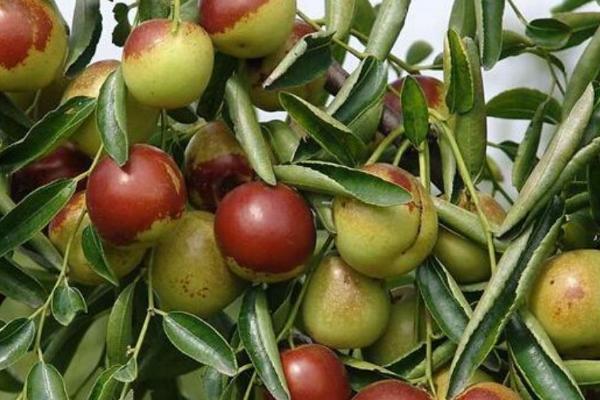 枣树生长多年但不结果的原因，缺少修剪、水肥不足、偏施氮肥等因素均会影响结果