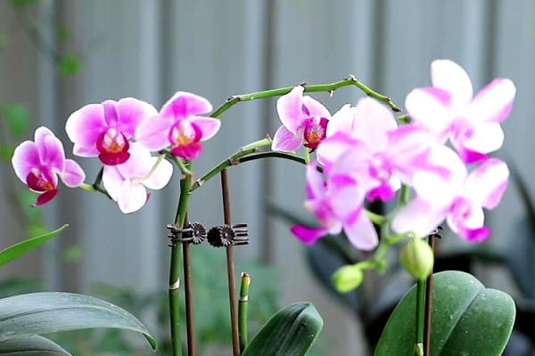 蝴蝶兰开花养护要点，要保持合适的温度、水分、光照等