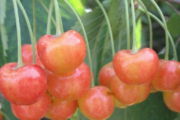 鲁玉樱桃新品种介绍，果实的发育期在60天左右
