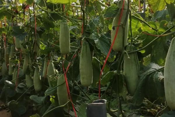 羊角瓜的种植方法，每年的春秋两季均可种植