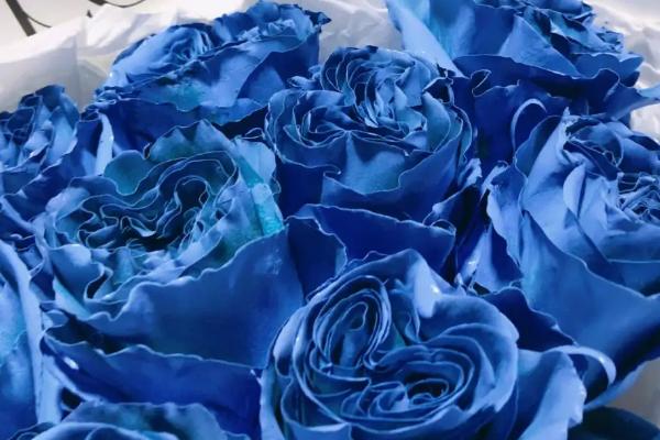 蓝玫瑰的花语，寓意敦厚善良、奇迹、稀有等