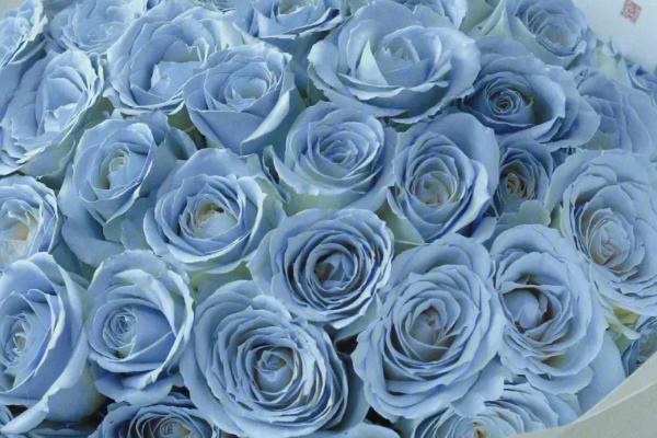 蓝玫瑰的花语，寓意敦厚善良、奇迹、稀有等