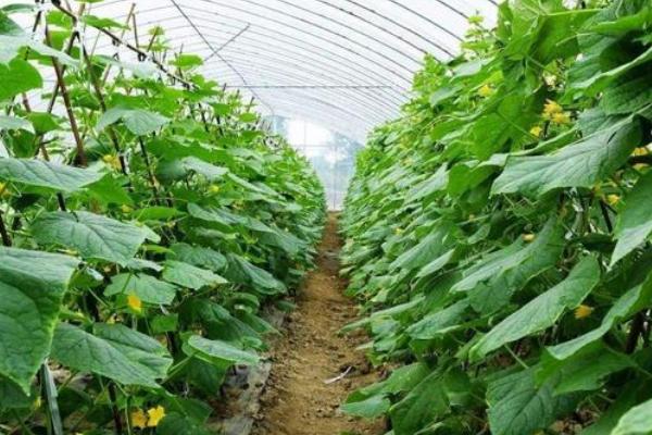 夏季黄瓜栽培技术，选用耐热、抗病性强的优良品种