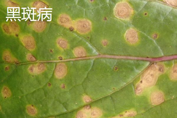 红菜苔的病害有哪些，常见的有霜霉病、菌核病、病毒病等