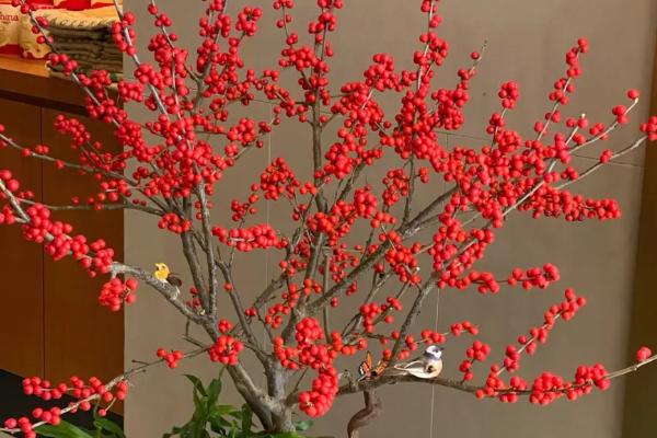 树枝上一粒粒红色的是什么花，是指北美冬青