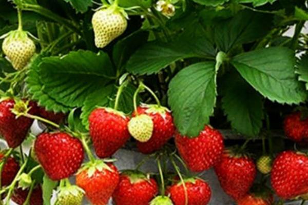 草莓怎么只长藤不结果，授粉不足或施肥不当均会导致