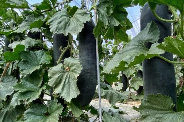 黑皮冬瓜的种植技术，需要先对其种子进行催芽