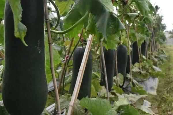 黑皮冬瓜的种植技术，需要先对其种子进行催芽