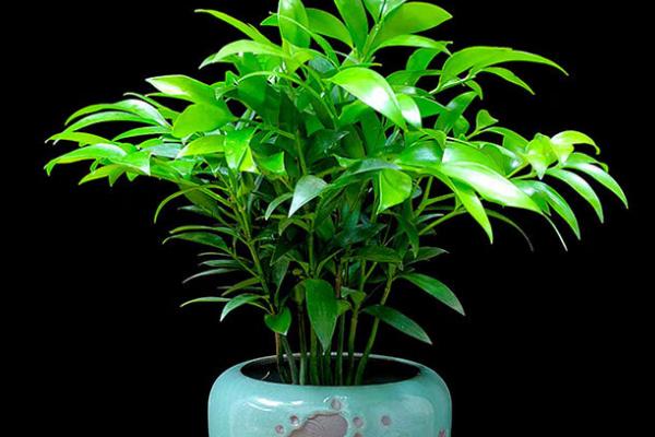 驱蚊竹的养殖方法，适宜生长在光照充足的环境中