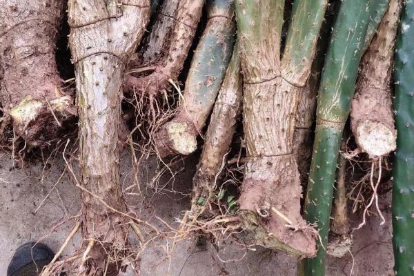 仙人掌的根有多长，长达30米不等