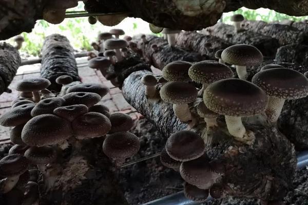 蘑菇菌棒放在家里怎么养，放置在阴暗弱光或无光的潮湿地方并保持通风