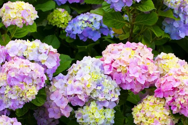 喜阴的室外花卉有哪些品种，常见的有绣球花、木瓜海棠、荷包牡丹等